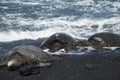 Turtles on black sand beach Royalty Free Stock Photo