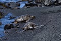 Turtles On A Black Sand Beach In Hawaii. Royalty Free Stock Photo