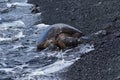 Turtles On A Black Sand Beach In Hawaii Wet By The Sea. Royalty Free Stock Photo