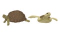 Turtles with Bony Shell as Land-dwelling and Sea-dwelling Specie Vector Set Royalty Free Stock Photo