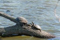 Turtles on the branch of tree in the pond Royalty Free Stock Photo