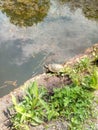 Turtles in a Central Park small lake Royalty Free Stock Photo