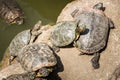 Turtles