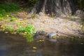 Turtles coming out from pond ashore, autumn