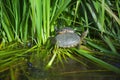 Turtles coming out from the water to have a sun Royalty Free Stock Photo