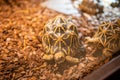 Turtles in the crocodille zoo in Prague, Czech Republic Royalty Free Stock Photo