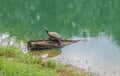 Red-Eared Slider Turtle Terrapin