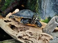 Turtle at NC Aquarium in Manteo
