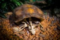 The turtles are displayed in the museum