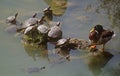 Turtles and duck Royalty Free Stock Photo