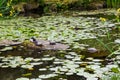 Turtles and Duck Royalty Free Stock Photo