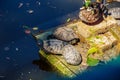 Turtles and a duck on a stone in a pond on a clear sunny day