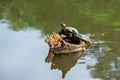 Turtles Family Royalty Free Stock Photo