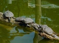 Milano: Sempion Park Turtles Royalty Free Stock Photo