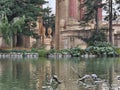 Turtles on floating tree trunks seen in the pond in front of the palace of fine arts in san Francisco California Royalty Free Stock Photo