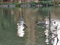 Turtles on floating tree trunks seen in the pond in front of the palace of fine arts in san Francisco California Royalty Free Stock Photo