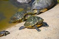 The turtles Royalty Free Stock Photo