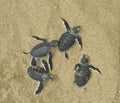 Turtles give birth Royalty Free Stock Photo