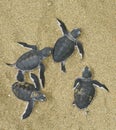 Turtles give birth Royalty Free Stock Photo