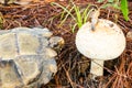 Turtles are going to eat mushrooms