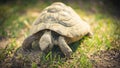 Turtles on grass detail close up. Eating from grass Royalty Free Stock Photo