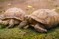 Turtles on grass detail close up portrait Royalty Free Stock Photo