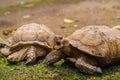 Turtles on grass detail close up portrait Royalty Free Stock Photo