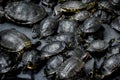 Turtles Royalty Free Stock Photo