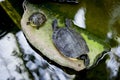 Turtles Royalty Free Stock Photo