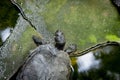 Turtles Royalty Free Stock Photo