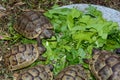 Turtles hatchlings while eating green plants