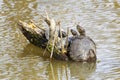 Turtles on a Log to Sun in the Lake