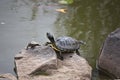 Turtles sunbathe on the outgoing stones of a pond Royalty Free Stock Photo