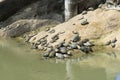 Turtles at Kek Lok Si Temple in Penang island, Malaysia Royalty Free Stock Photo