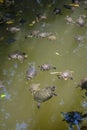 Turtles in lake Royalty Free Stock Photo