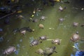 Turtles in lake Royalty Free Stock Photo