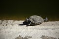 Turtles on lake