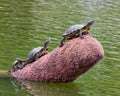 Turtles in Leonhardt Lagoon in Fair Park in Dallas, Texas. Royalty Free Stock Photo