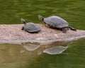 Turtles in Leonhardt Lagoon in Fair Park in Dallas, Texas. Royalty Free Stock Photo