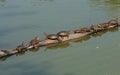 Turtles on a log Royalty Free Stock Photo