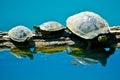 Turtles on log Royalty Free Stock Photo