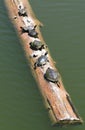 Turtles on a log Royalty Free Stock Photo