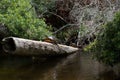 Turtles on log Royalty Free Stock Photo