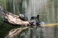 Turtles on log and a duck