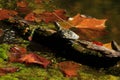 Turtles on a log with fall leaves in the water. Royalty Free Stock Photo