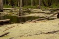 Turtles on a log Royalty Free Stock Photo