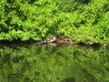 Turtles on a Log