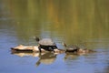 Turtles on a Log Royalty Free Stock Photo