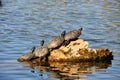 Turtles on log in water Royalty Free Stock Photo