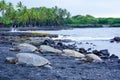 Turtles lying on Punaluu black sand beach, Big Island, Hawaii Royalty Free Stock Photo